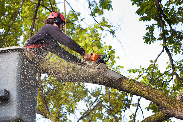 How Our Tree Care Process Works  in  Airport, CA